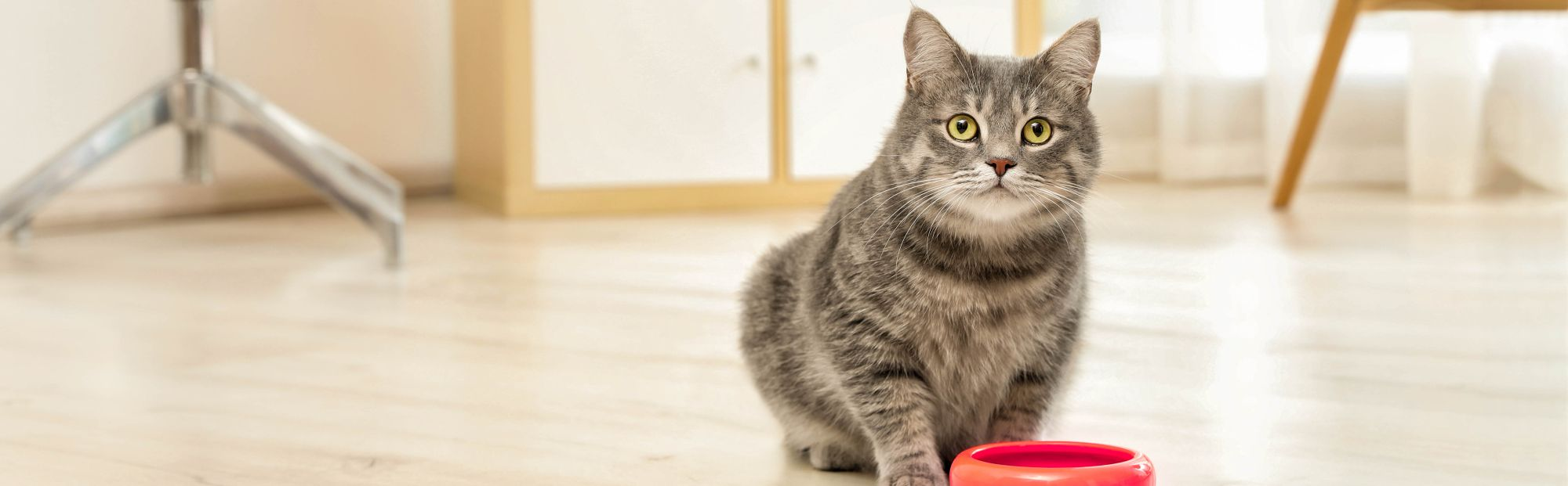 Cat sitting in front of red bowl