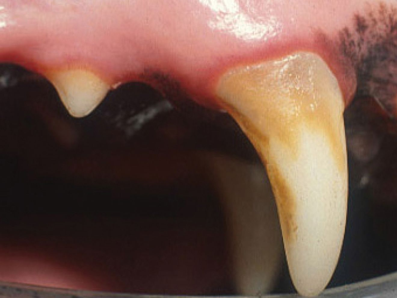 Stage 1 of canine dental disease