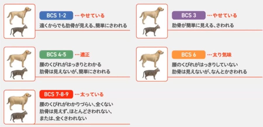 601_Japan_local_CA_Inuneko_Campaign_BCS