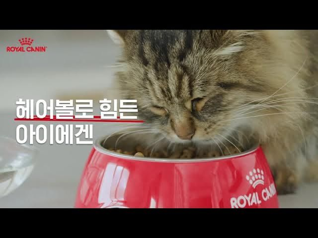 feline-care-nutrition