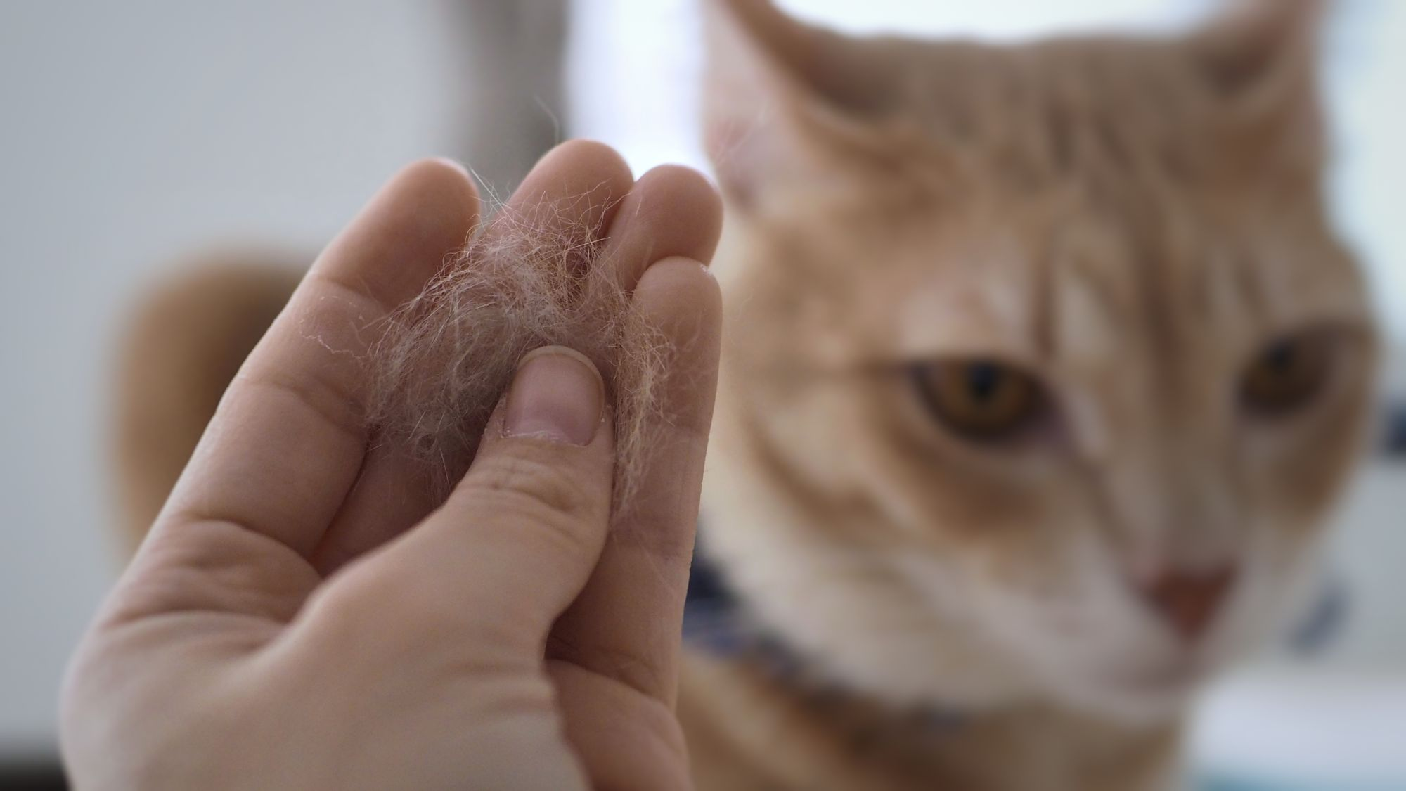 Eigenaar houdt een klomp haar van huisdier in de hand