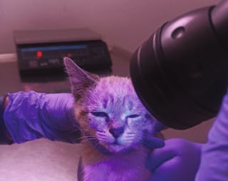 Cat under ultraviolet light