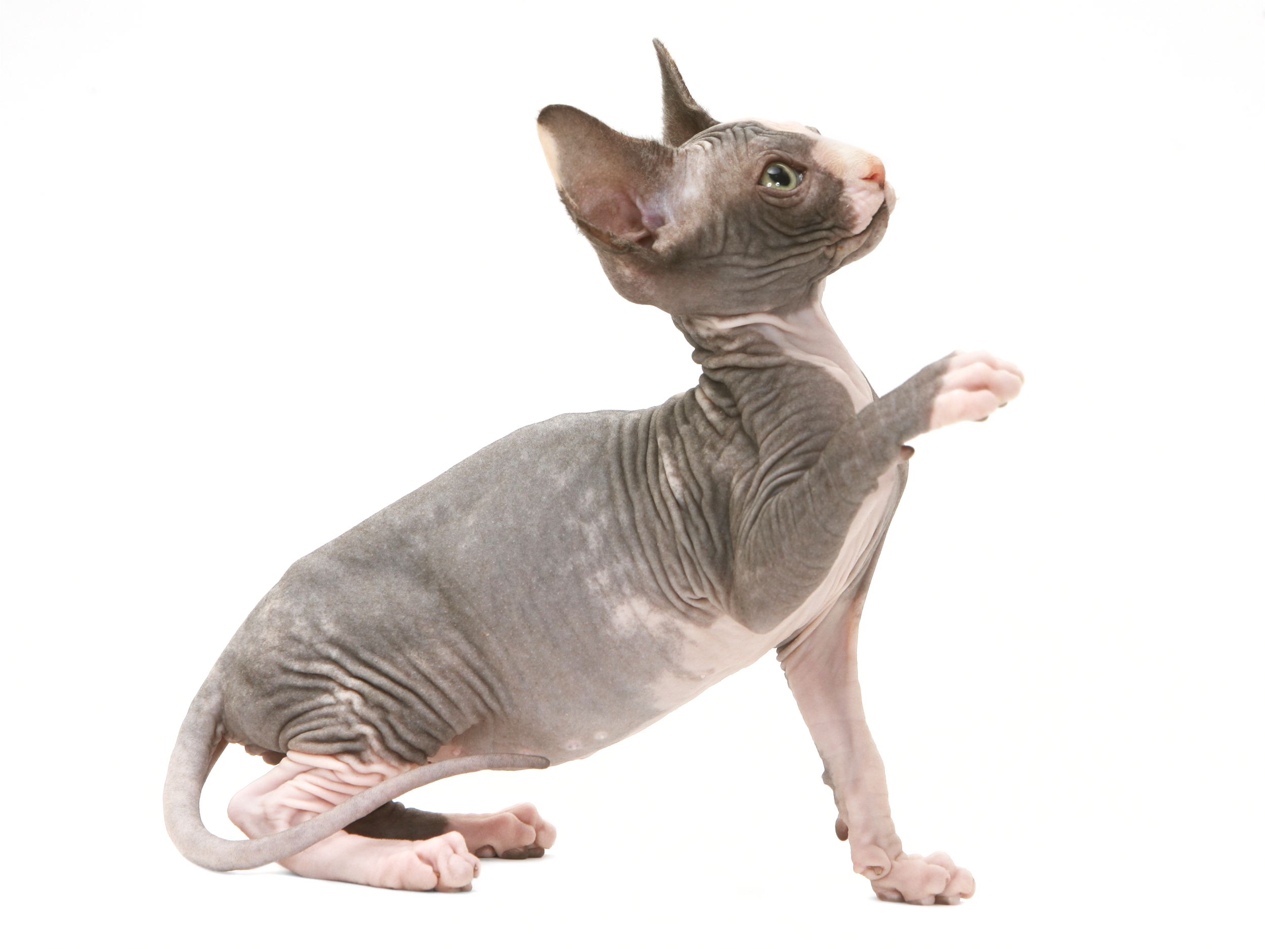 Sphynx Royal Canin