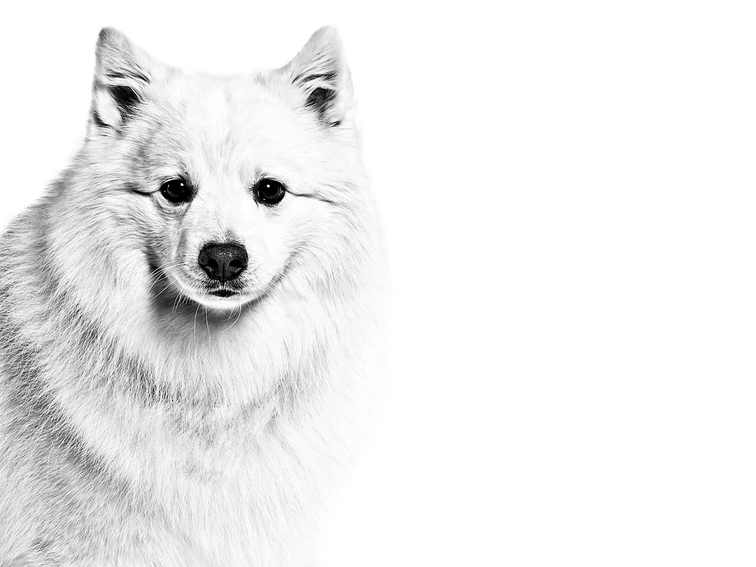 como cuidar a un perro spitz japones