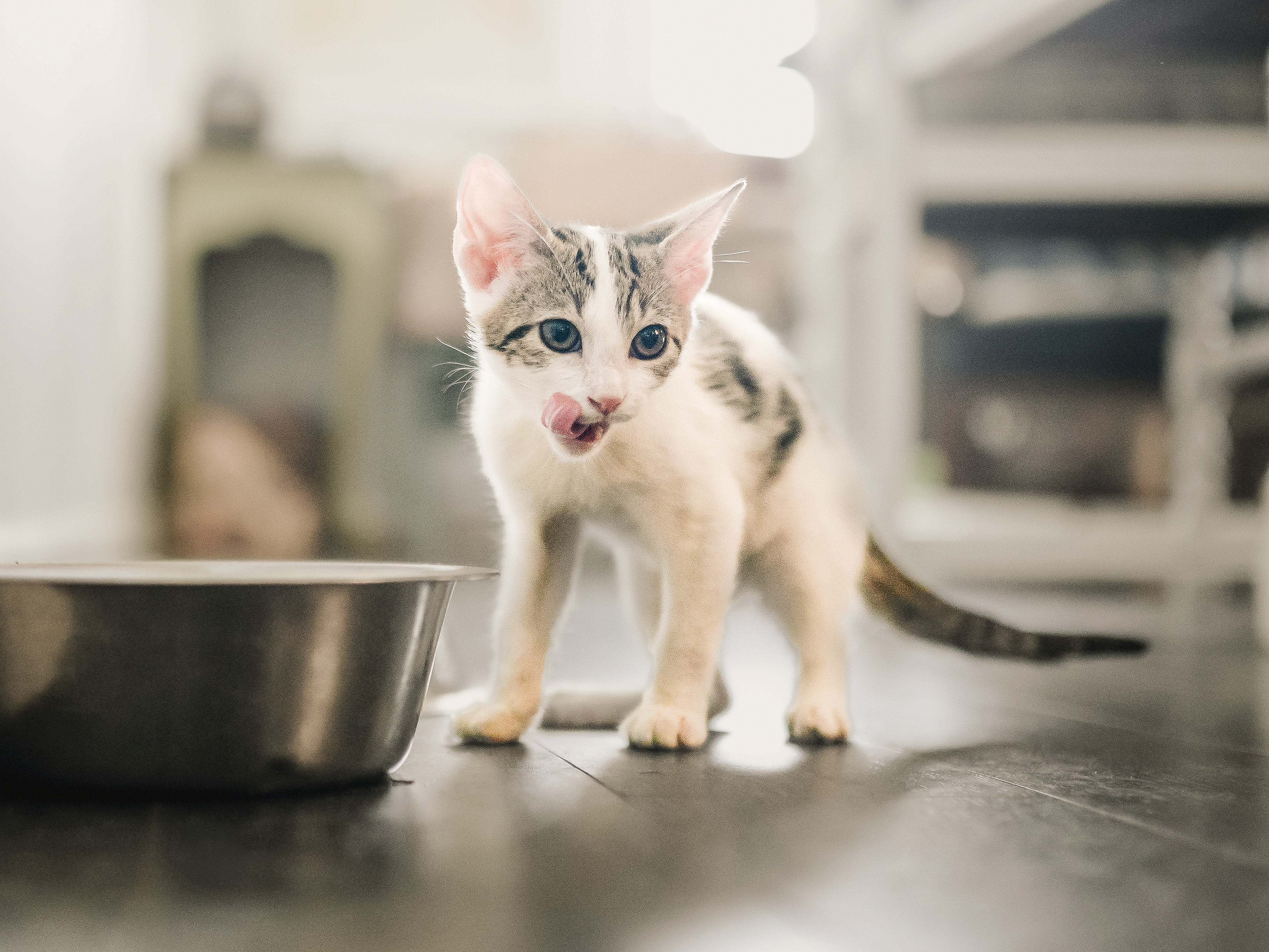 Kitten standing indoors licking its lips next to a stainless steel
