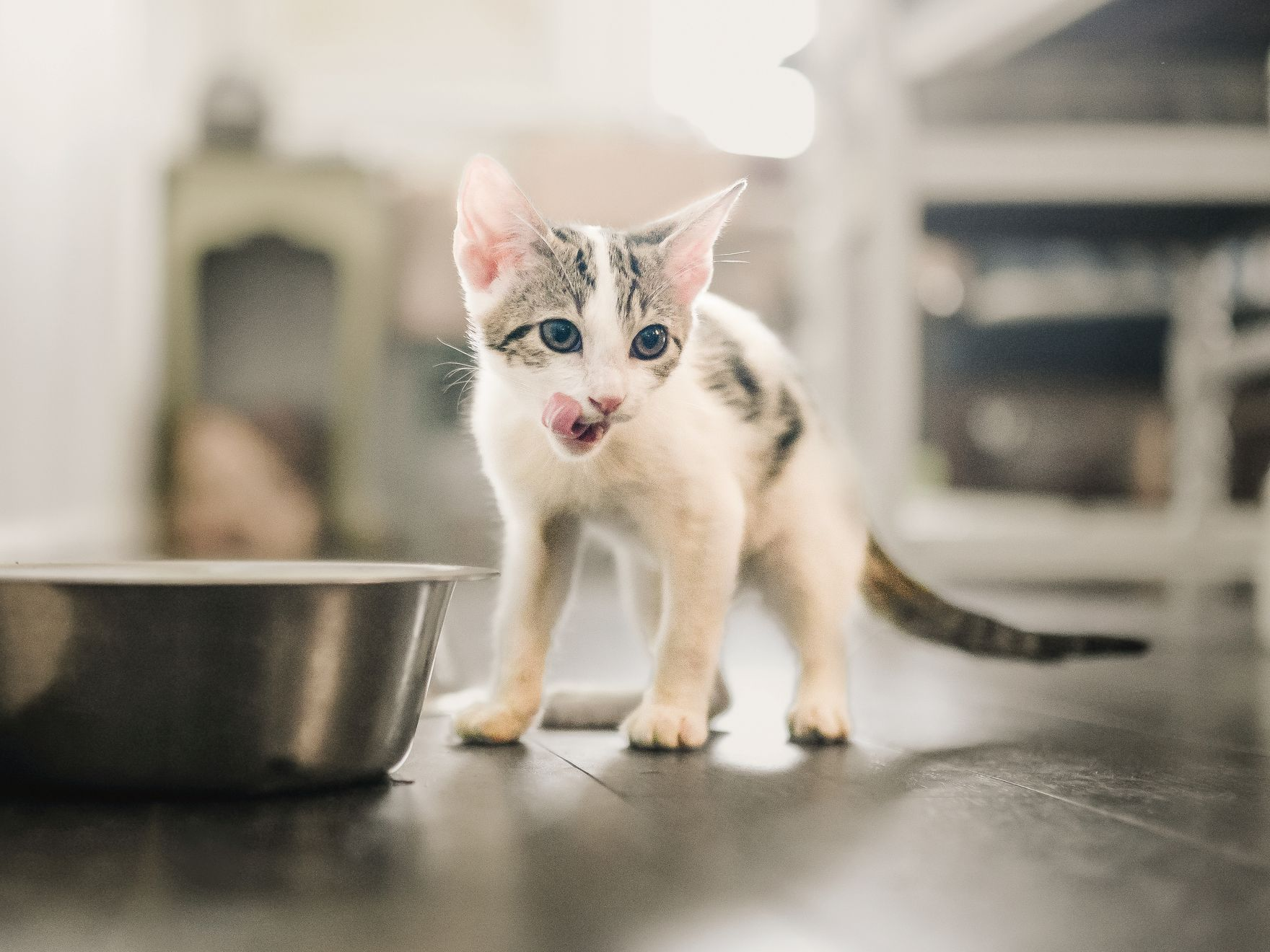 Kitten standing indoors licking its lips next to a stainless steel feeding bowl