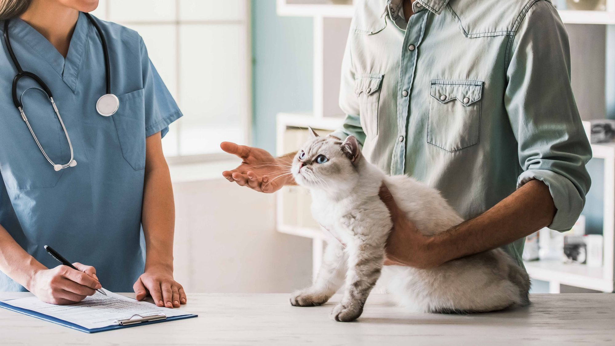 Adult British Shorthair sitting on an examination table while owner speaks with the vet