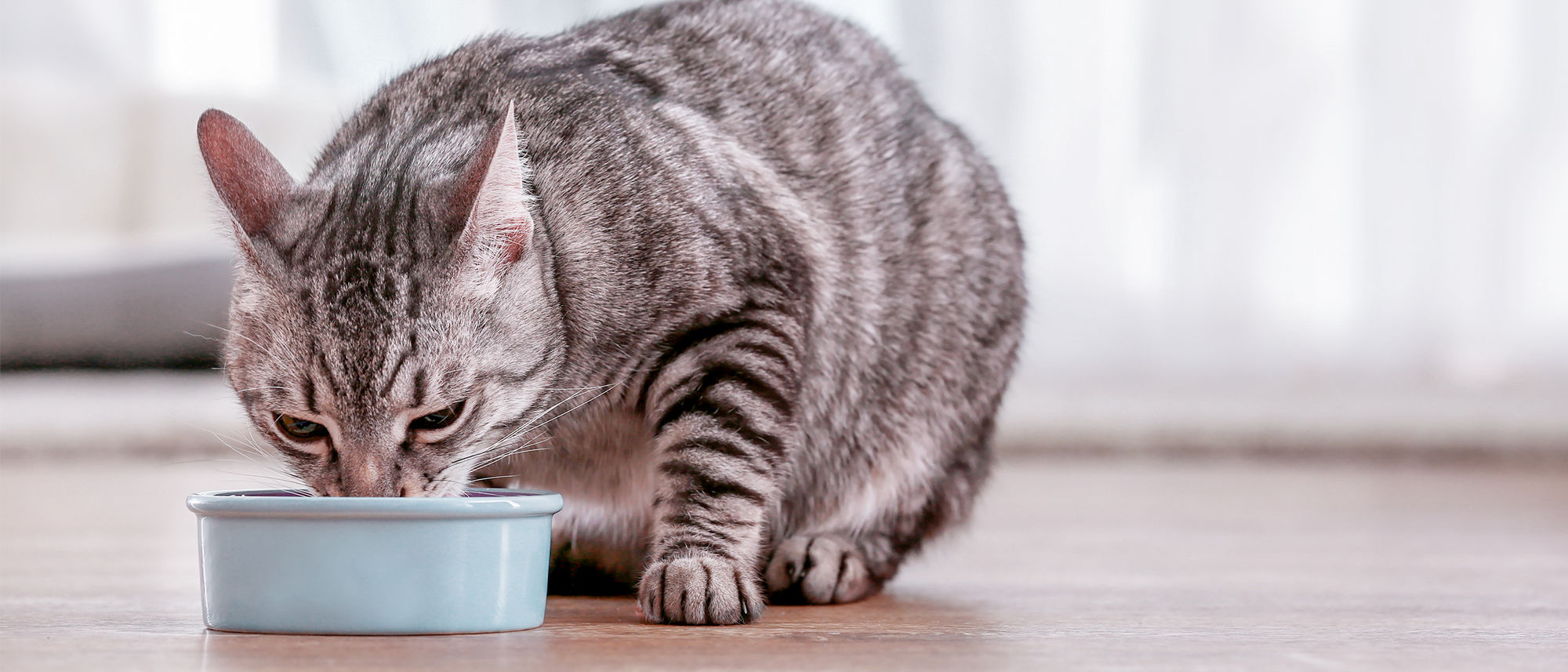 Adult cat eating from bowl