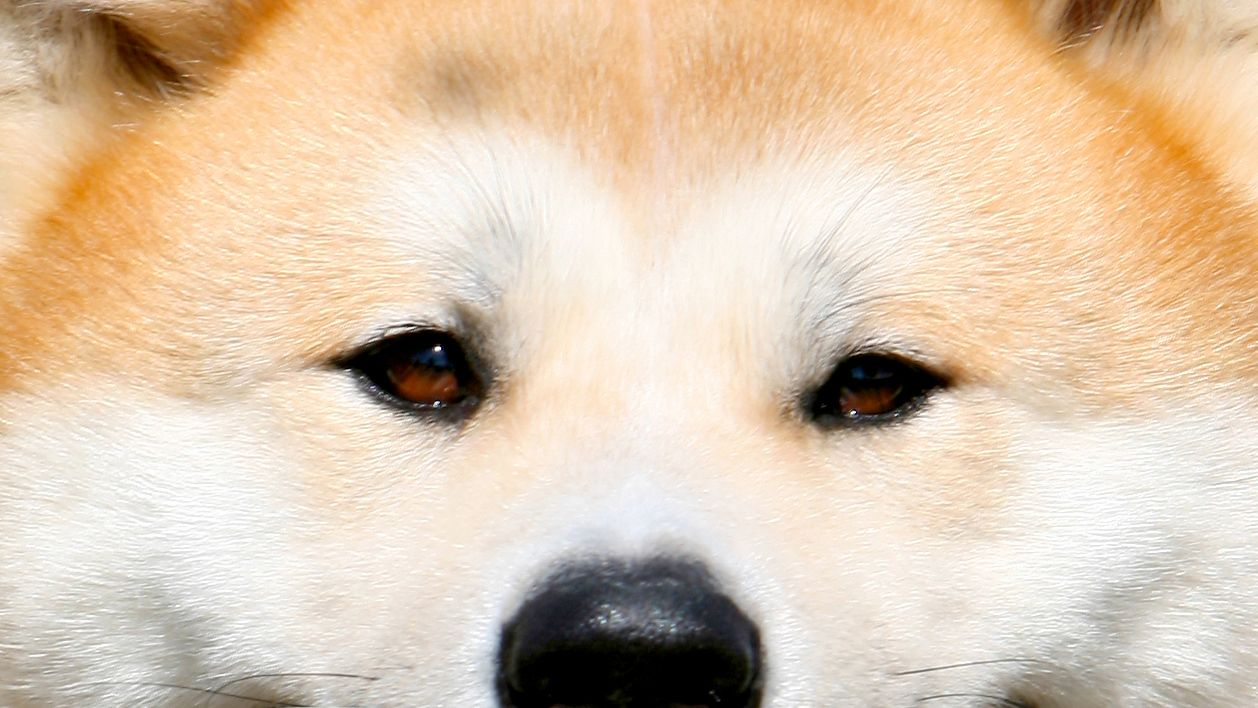 Gros plan d'un akita inu haletant en train de regarder l'appareil photo