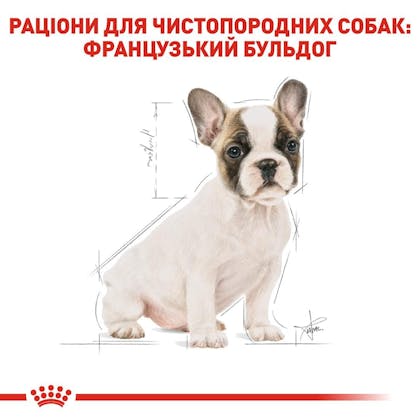 RC-BHN-PuppyFrenchBulldog_5-UA.jpg