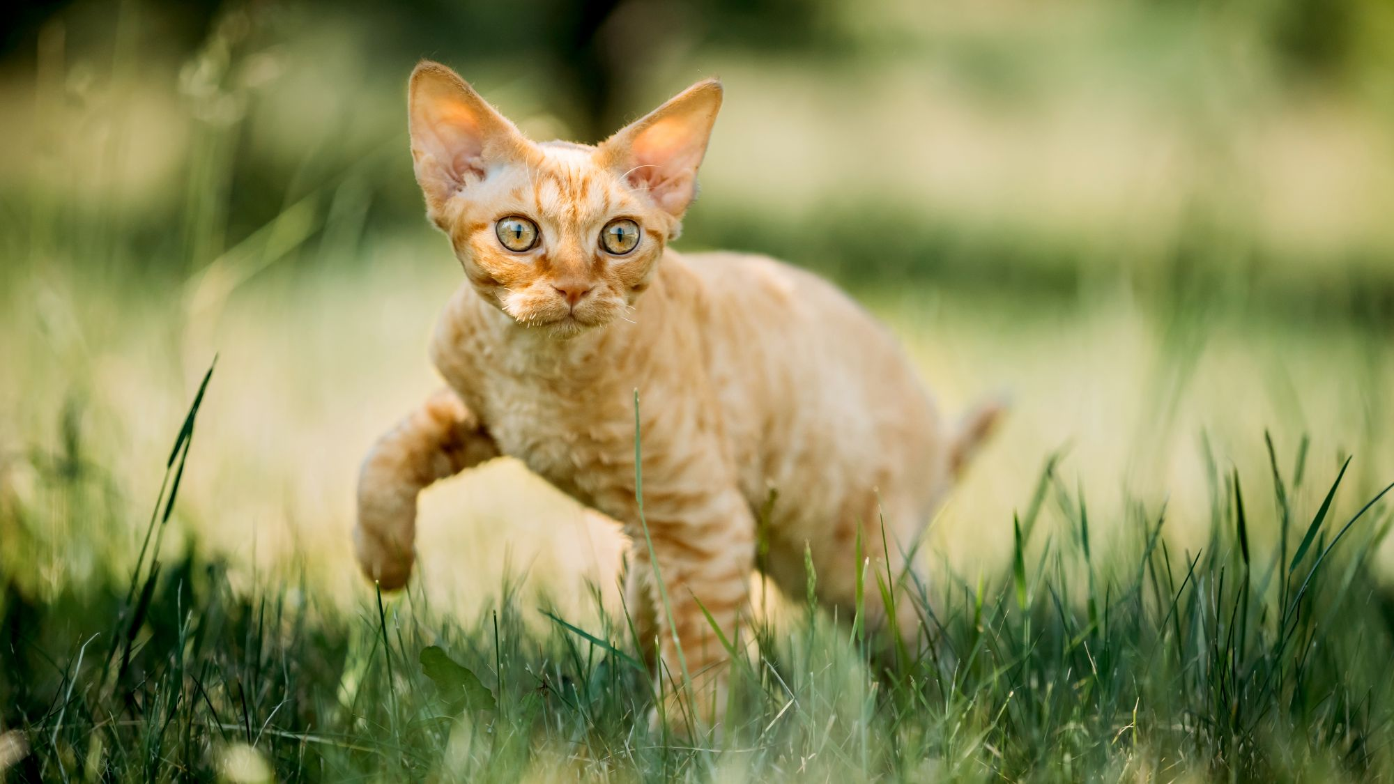 Devon Rex naranja caminando por la hierba alta