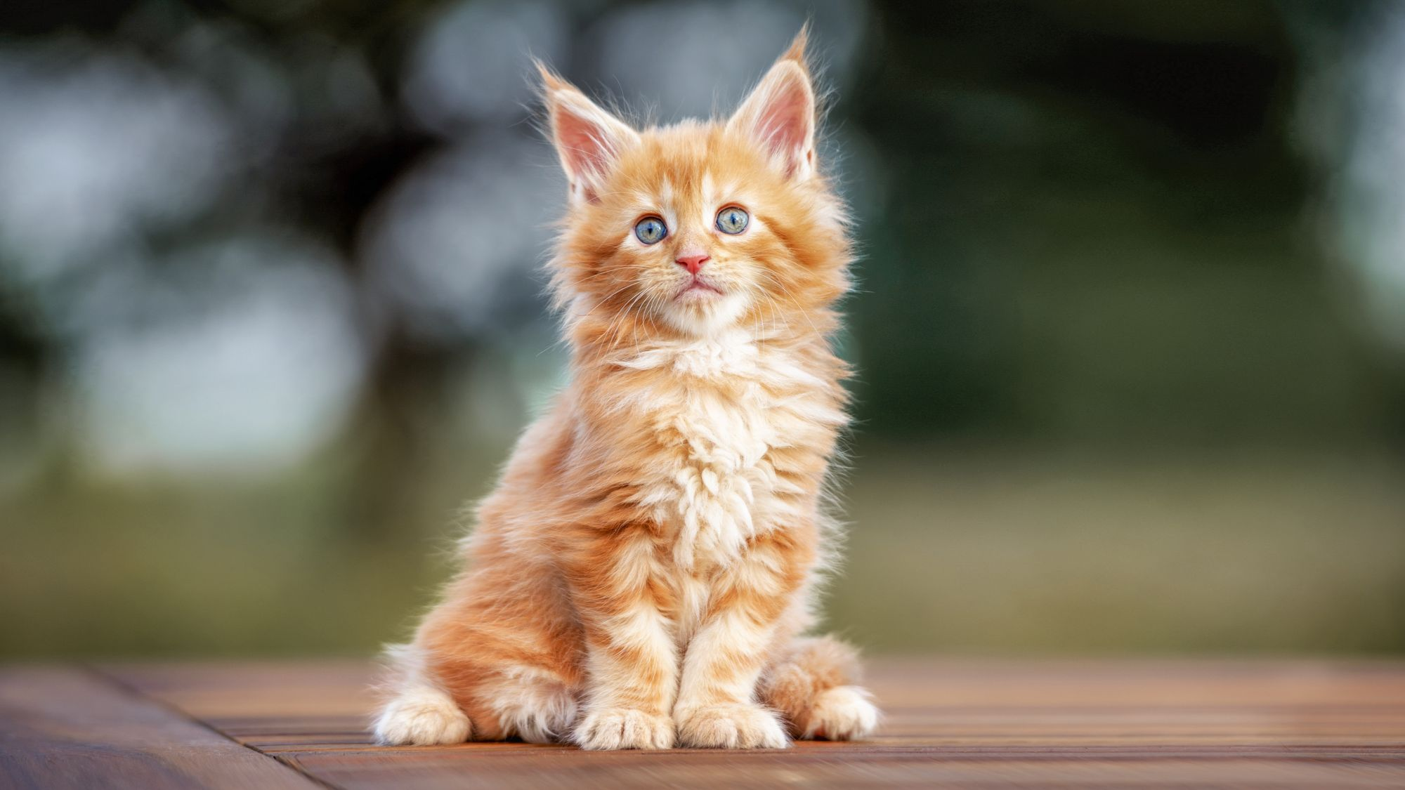 Maine Coon kitten sitting outside on a wooden table