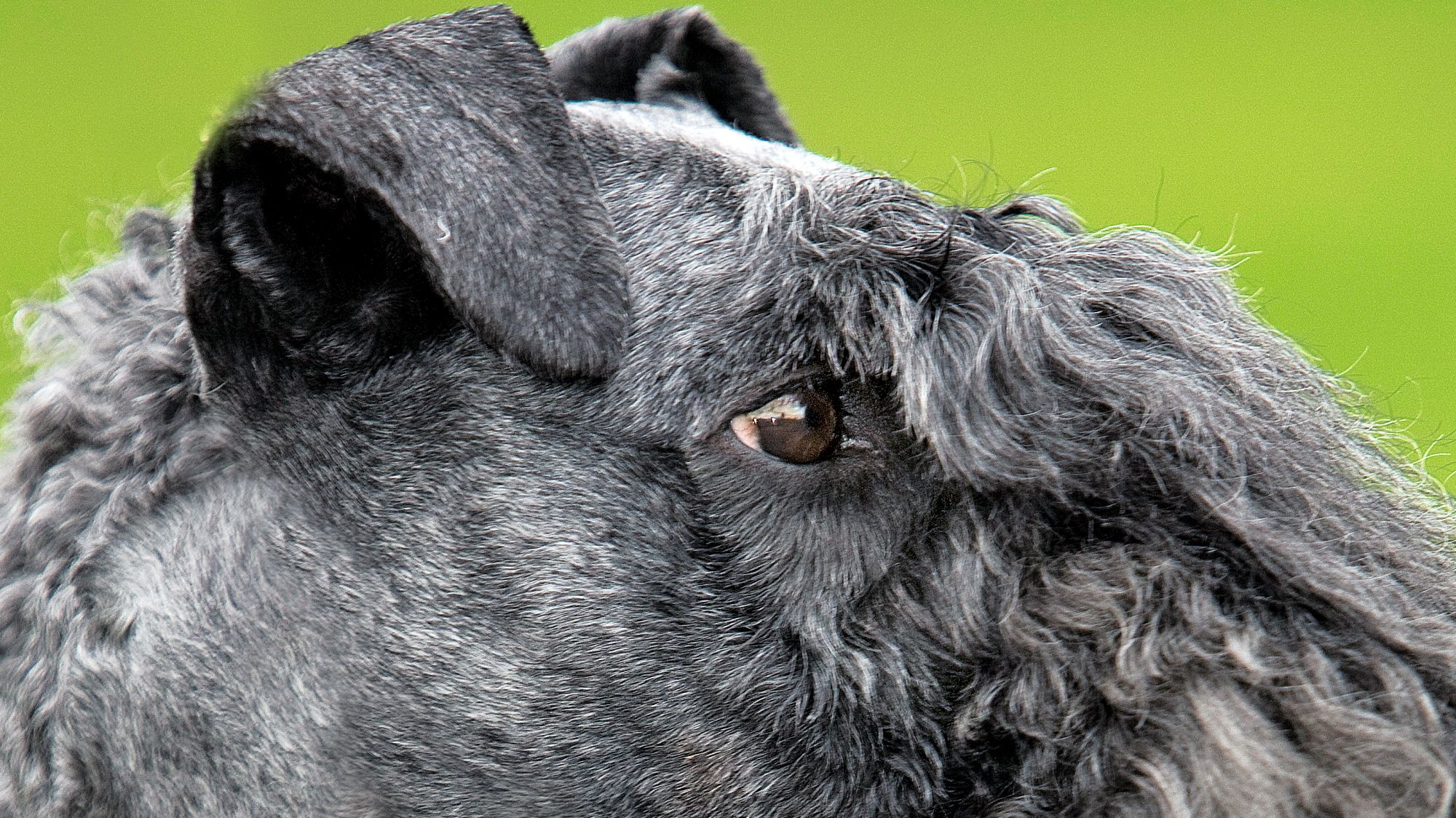 Close-up side view of Kerry Blue Terrier's eye