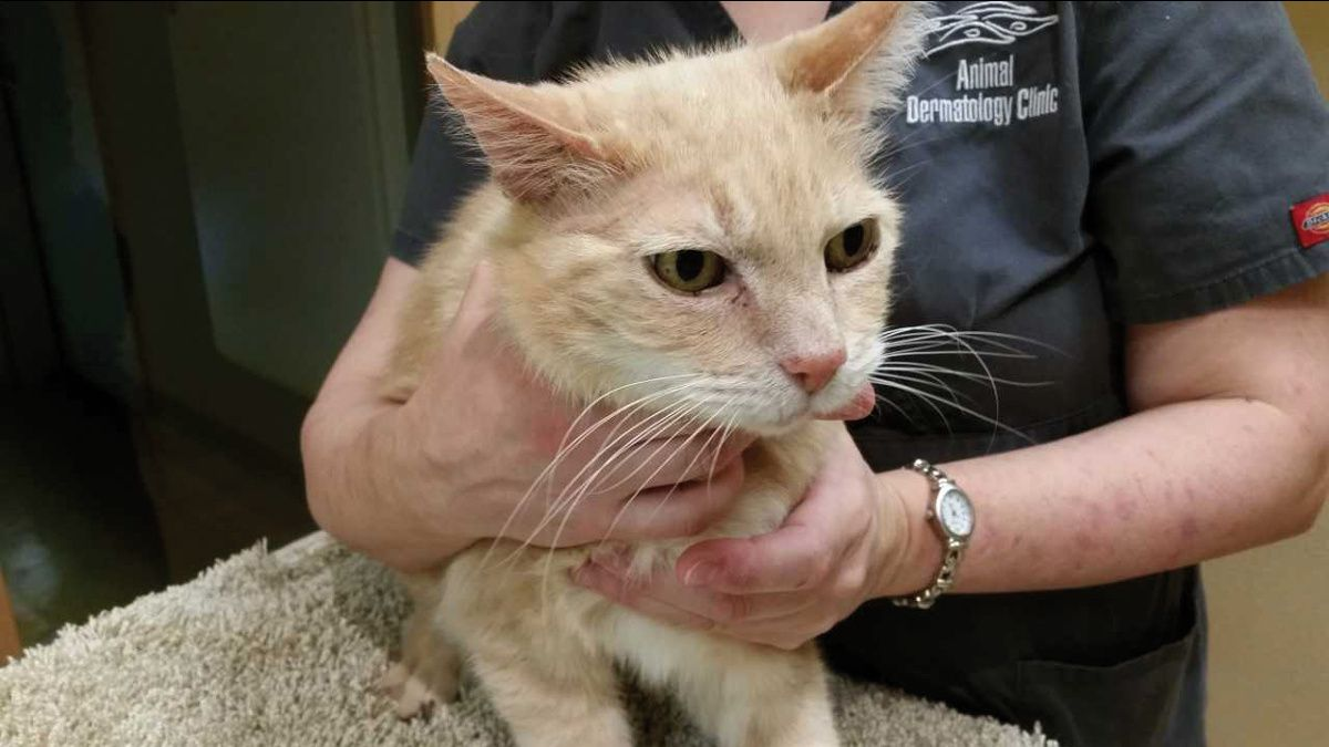 Feline miliary dermatitis Vet Focus