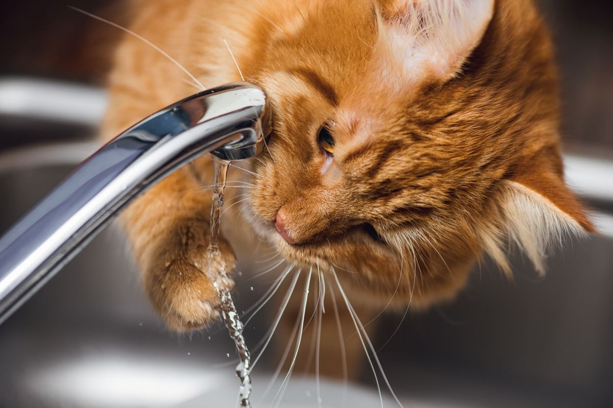 Cats will often “play” with water running from a tap. It is still uncertain if this should be interpreted as part of drinking behavior or whether it is triggered by boredom or an interest in something new.