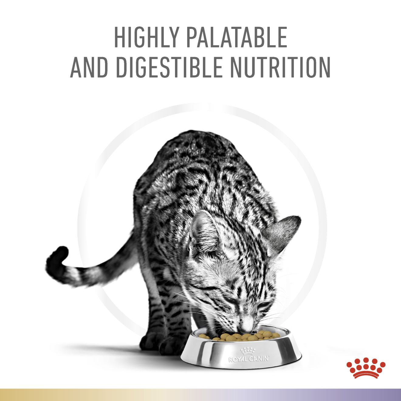 Royal Canin Urinary S/O + Bladder Comfort Adult Dry Pet Food for Cats ... - Cat Comfort Products For Urinary Incontinence Issues