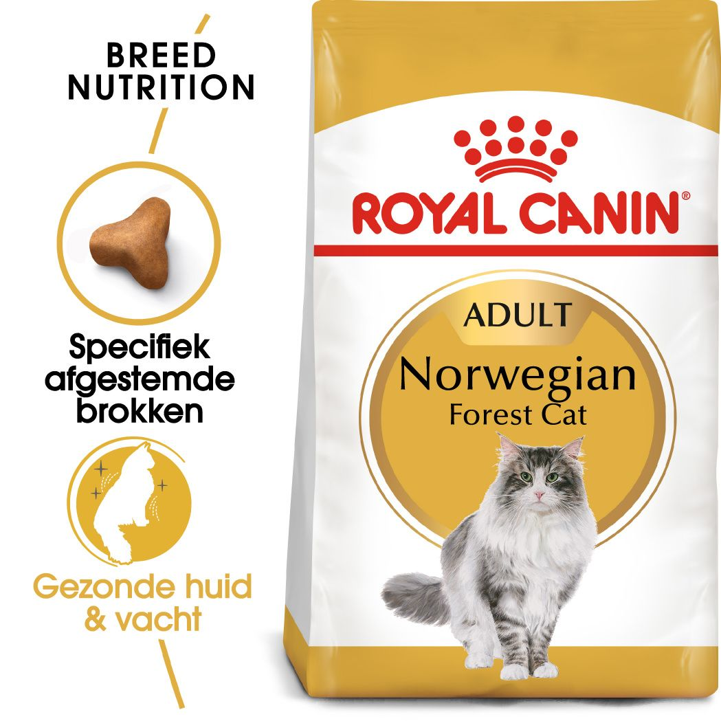 Norwegian Forest Cat Adult