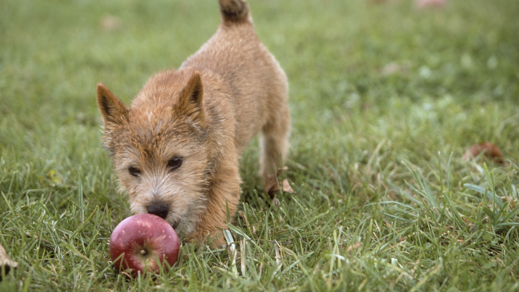 Norwich Terrier sniffing a red apple