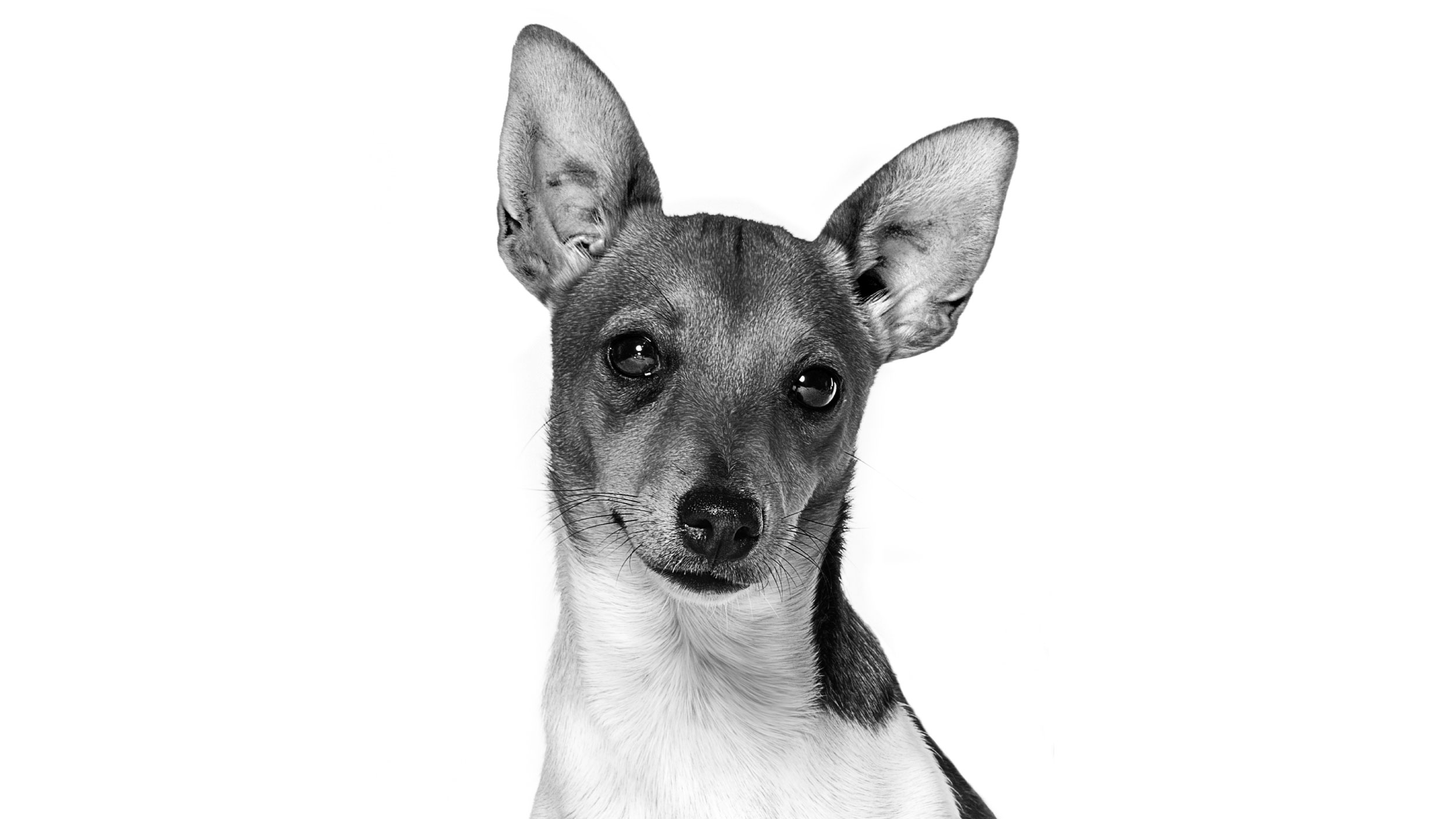 Black and white Podengo head shot