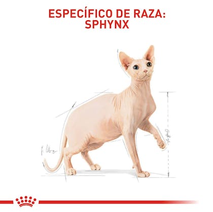 FBN Sphynx Adult Colombia 4