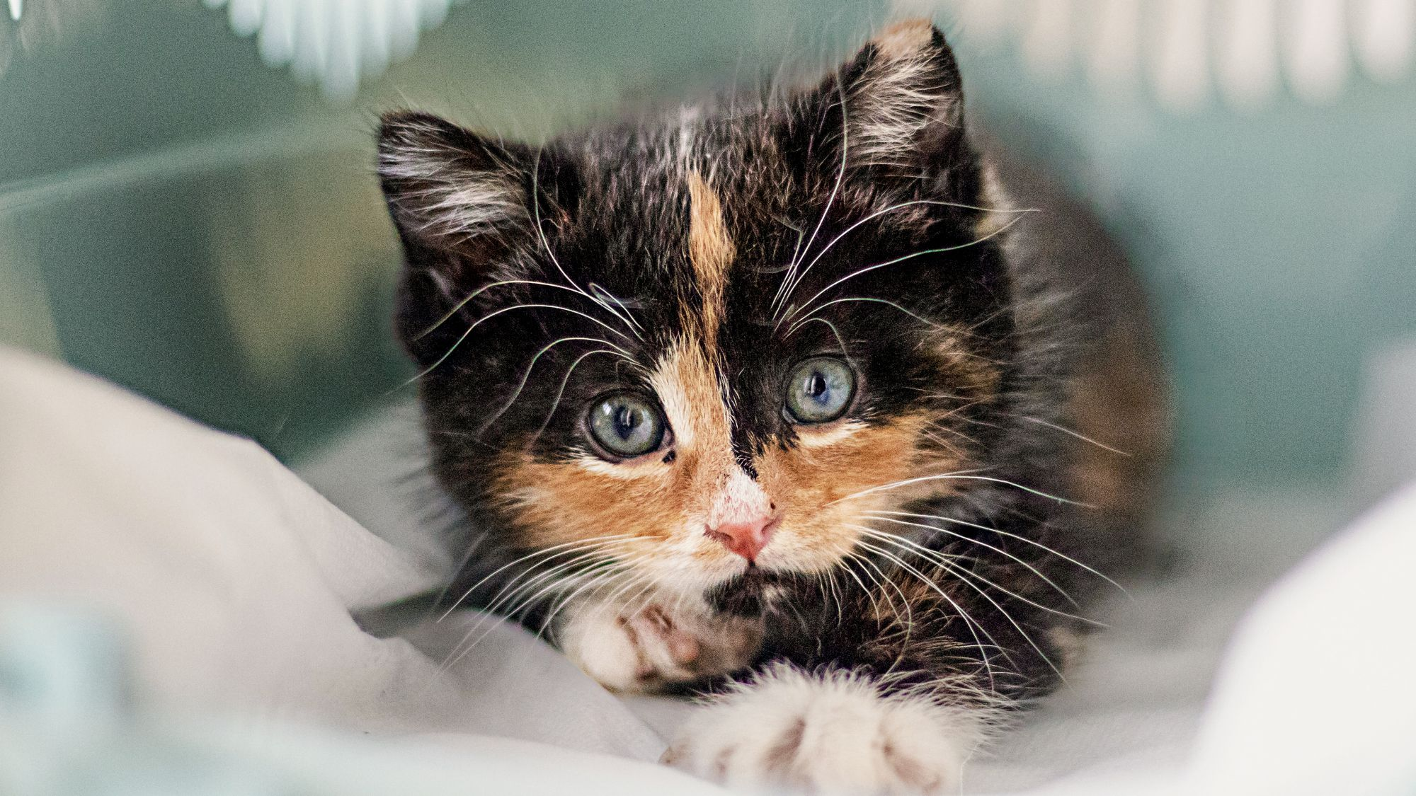 Kitten lying down on a white blanket in a cat carrier