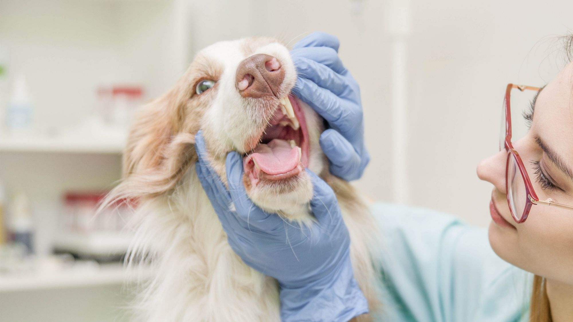 Female vet checking a dogs teeth