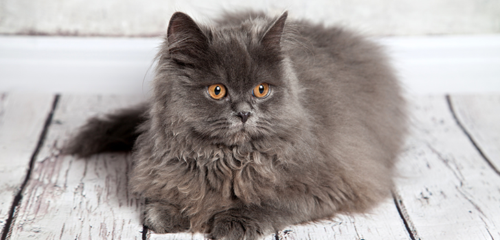 Болезни почек у кошек - признаки, симптомы и профилактика болезней почек у  кошек | Royal Canin