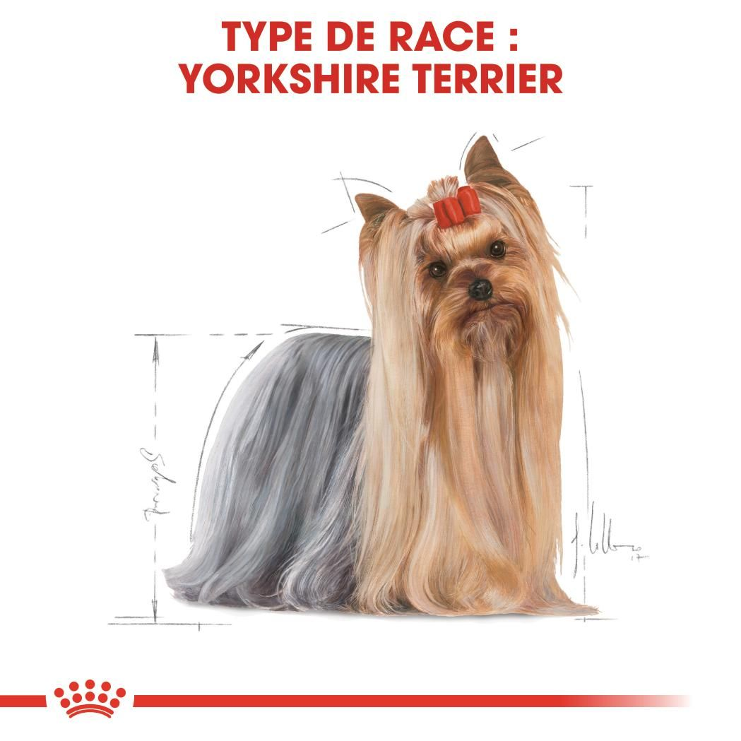 Yorkshire Terrier mousse