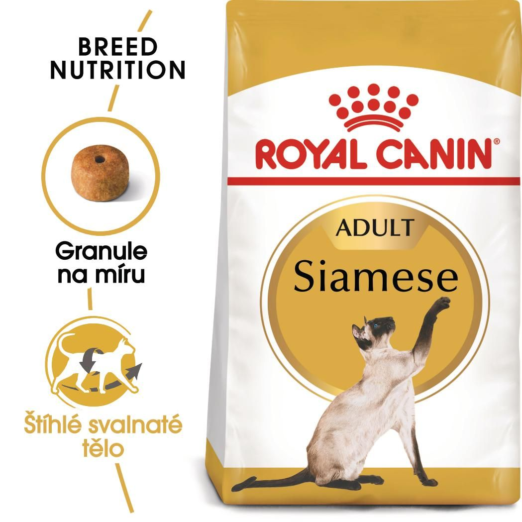 SIAMESE Adult