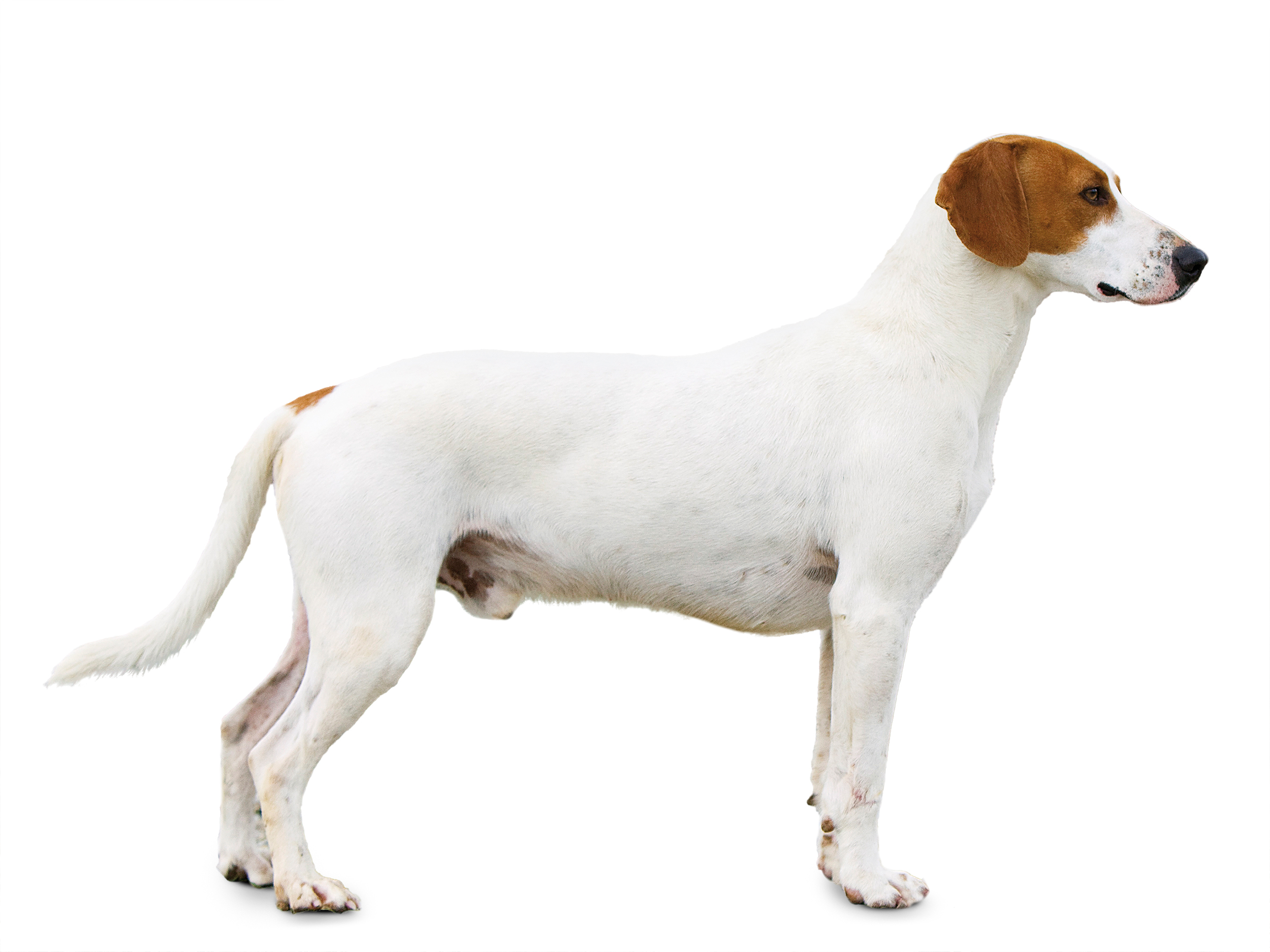 Istrian Short-Haired Hound adult black and white