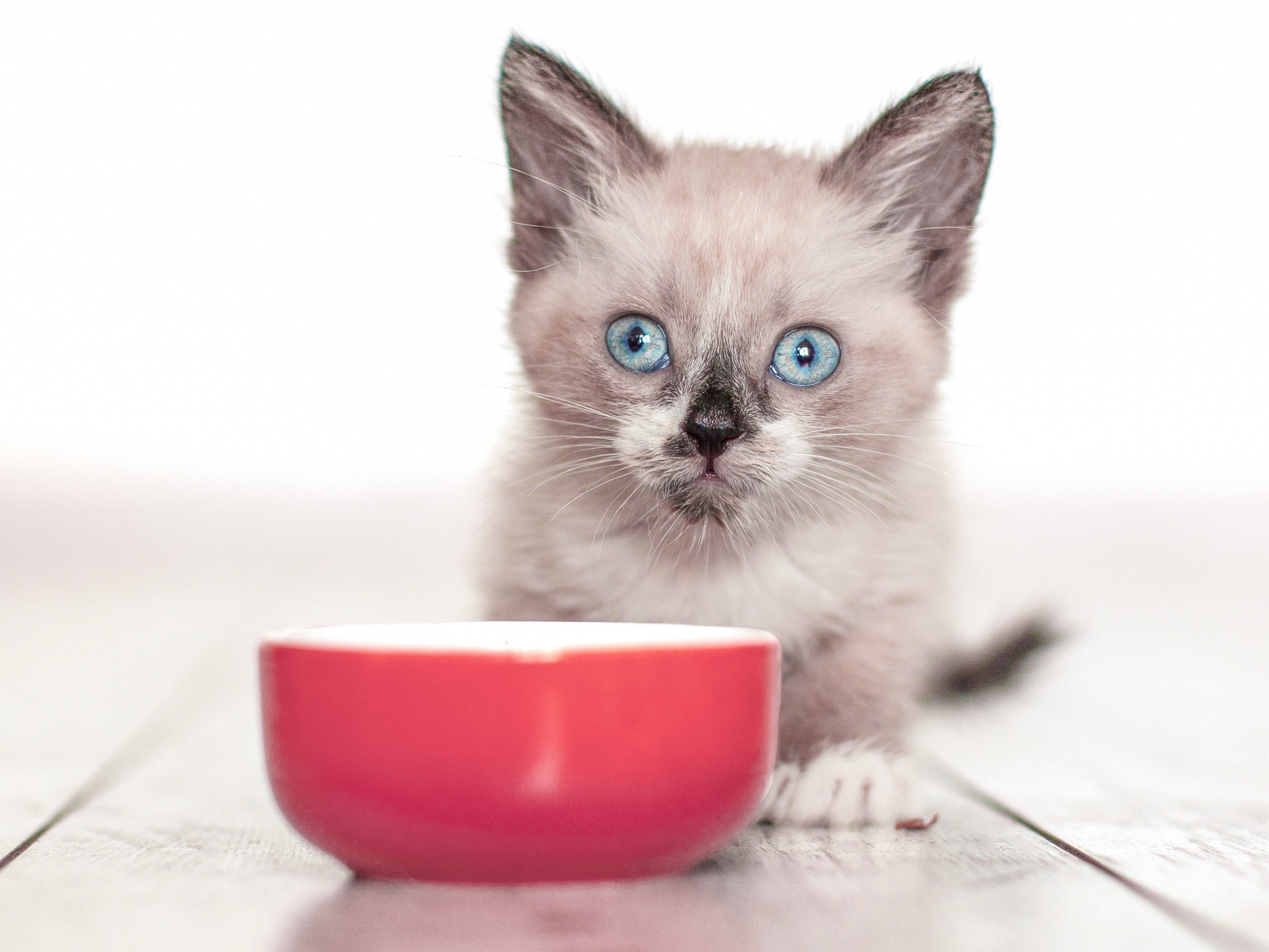 Sacred Birman kitten sitting indoors next to a red feeding bowl