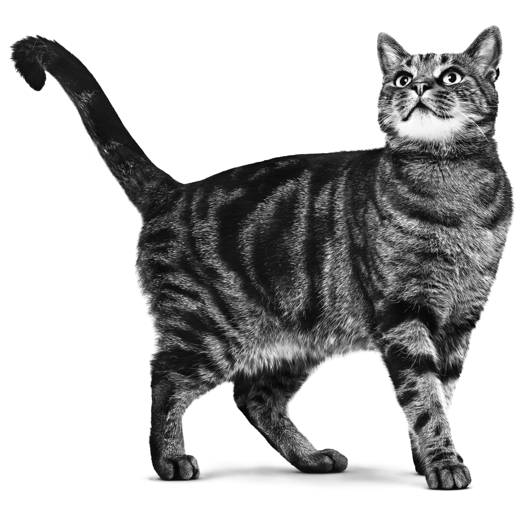 Ein Schwarzweiß-Foto einer ausgewachsenen Katze vor weißem Hintergrund. Sie steht mit erhobenem Schweif und schaut nach oben