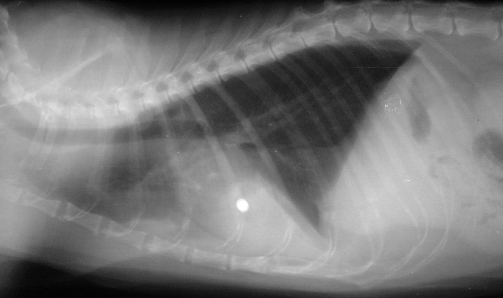 Radiografie in proiezione laterale che mostrano un pallettone di piombo nel miocardio di un gatto.