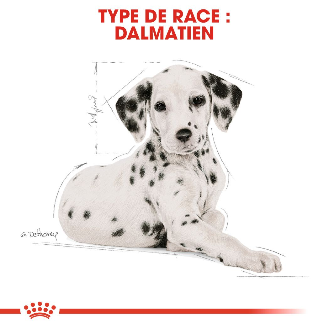 Chiot Dalmatien