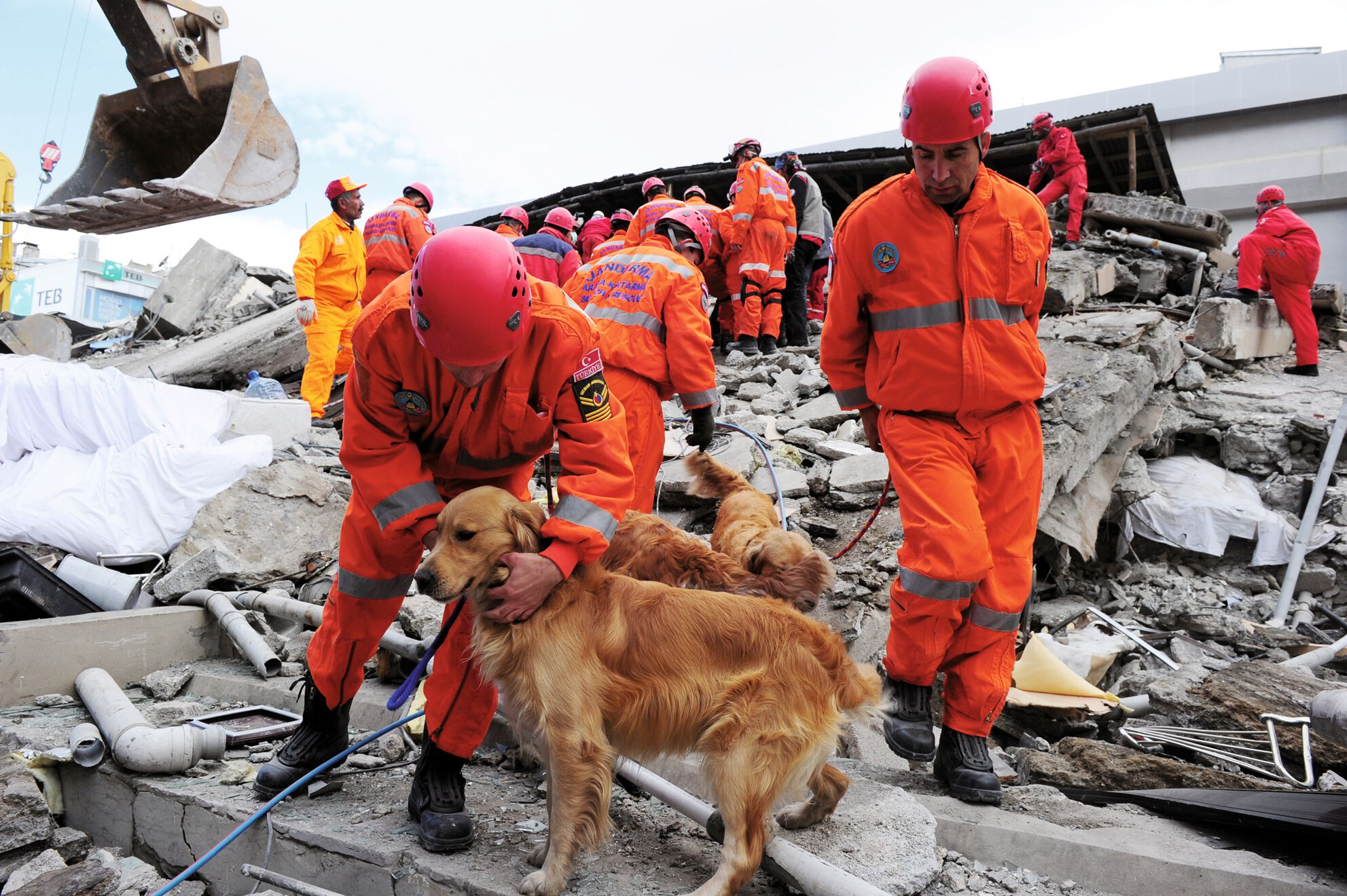 An urban search and rescue dog perches on rubble, representative of the unstable terrain these dogs must navigate.