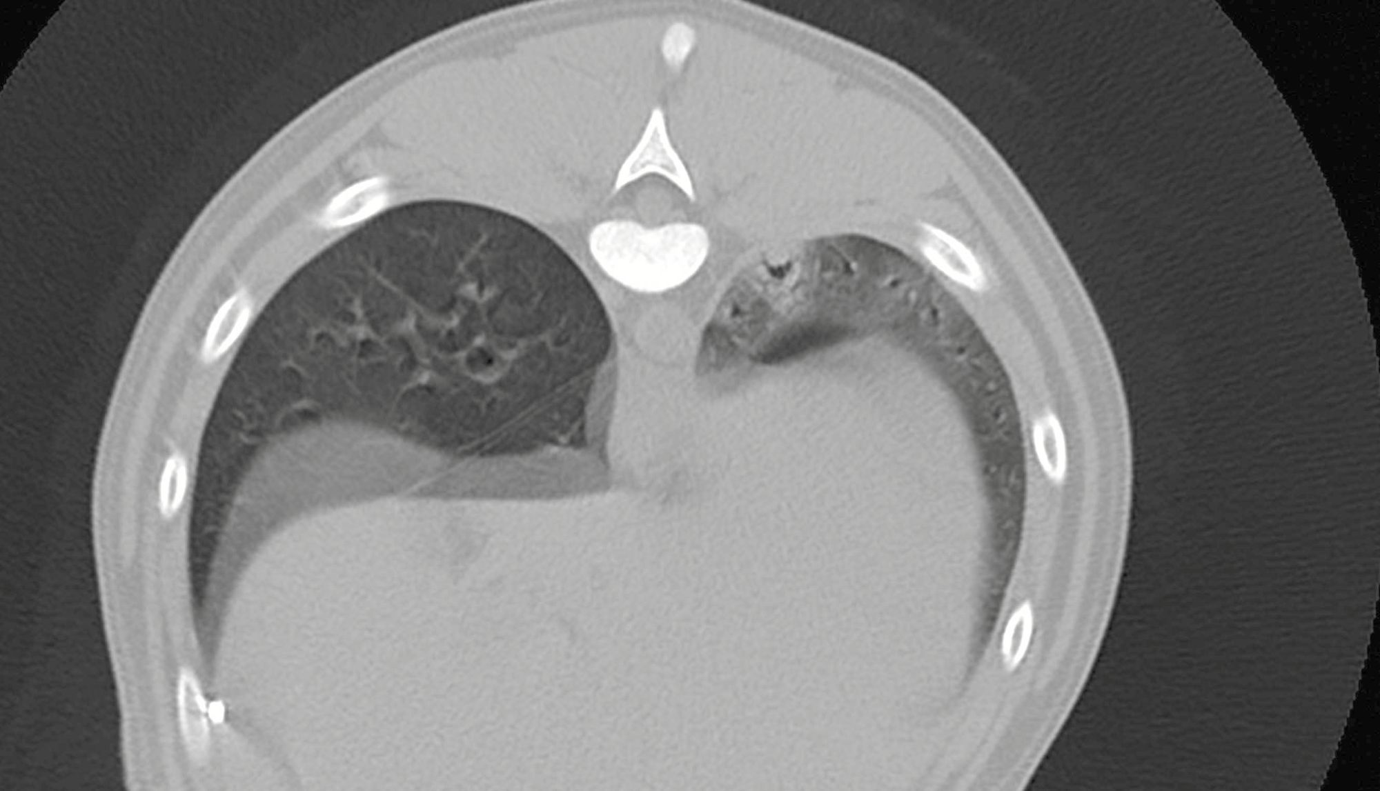 Figure 3. Vues transversale (b) obtenues au scanner d’un chien atteint