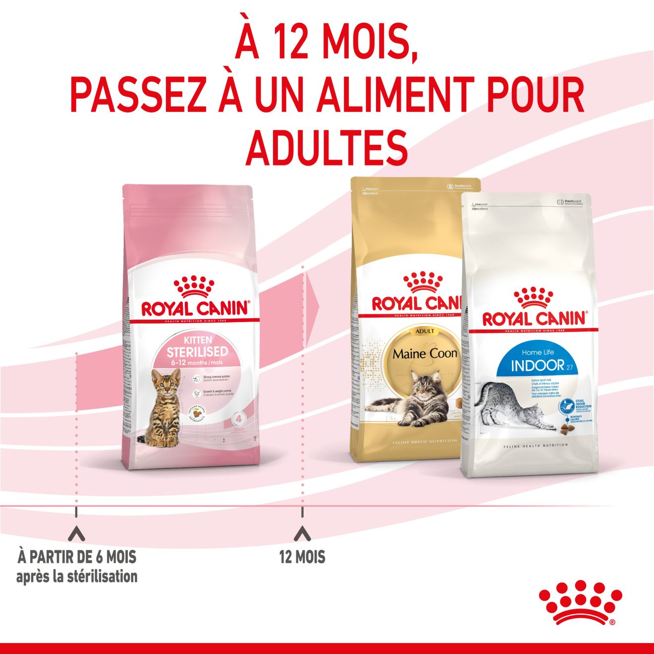 Kitten Sterilised pour chaton
