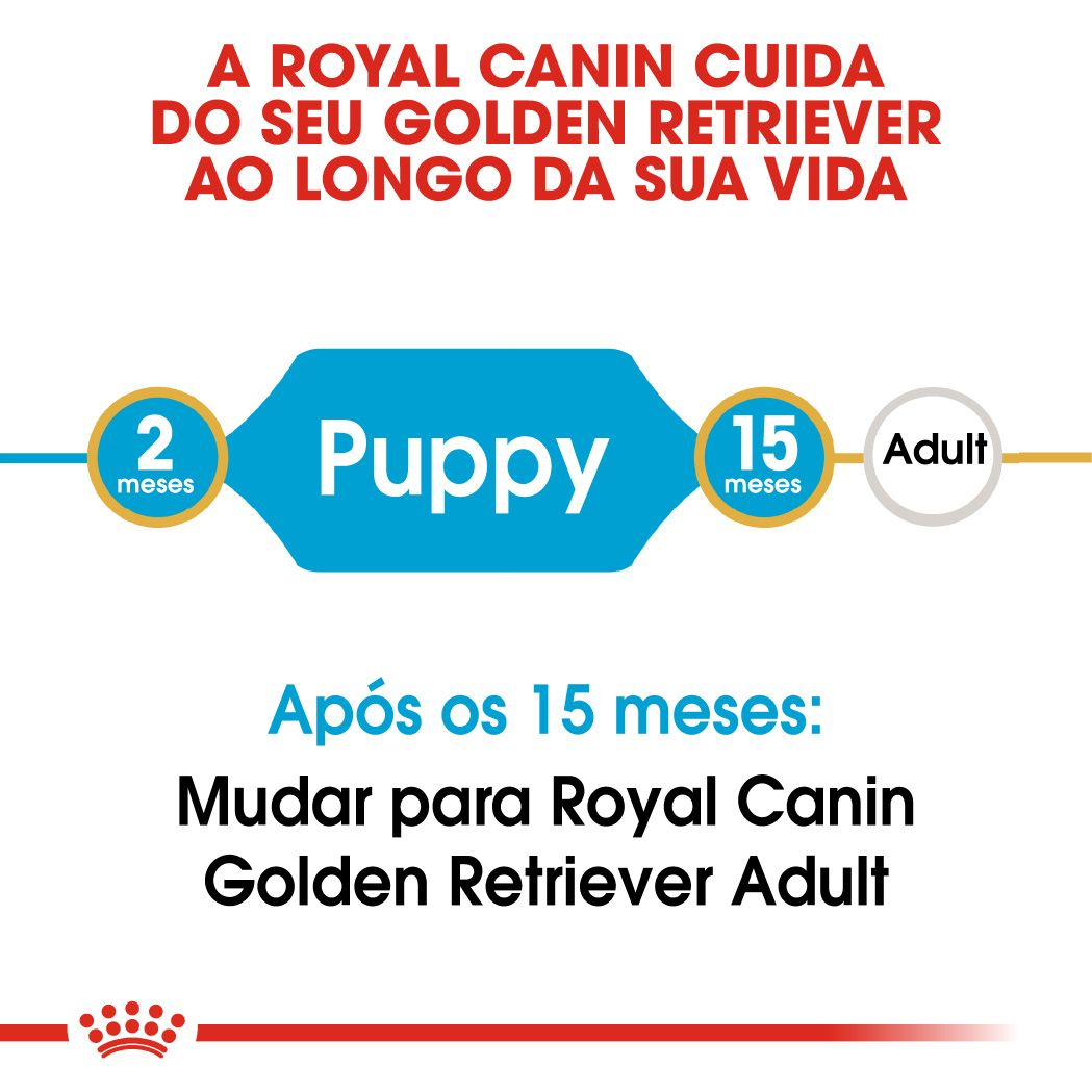 Golden Retriever Puppy