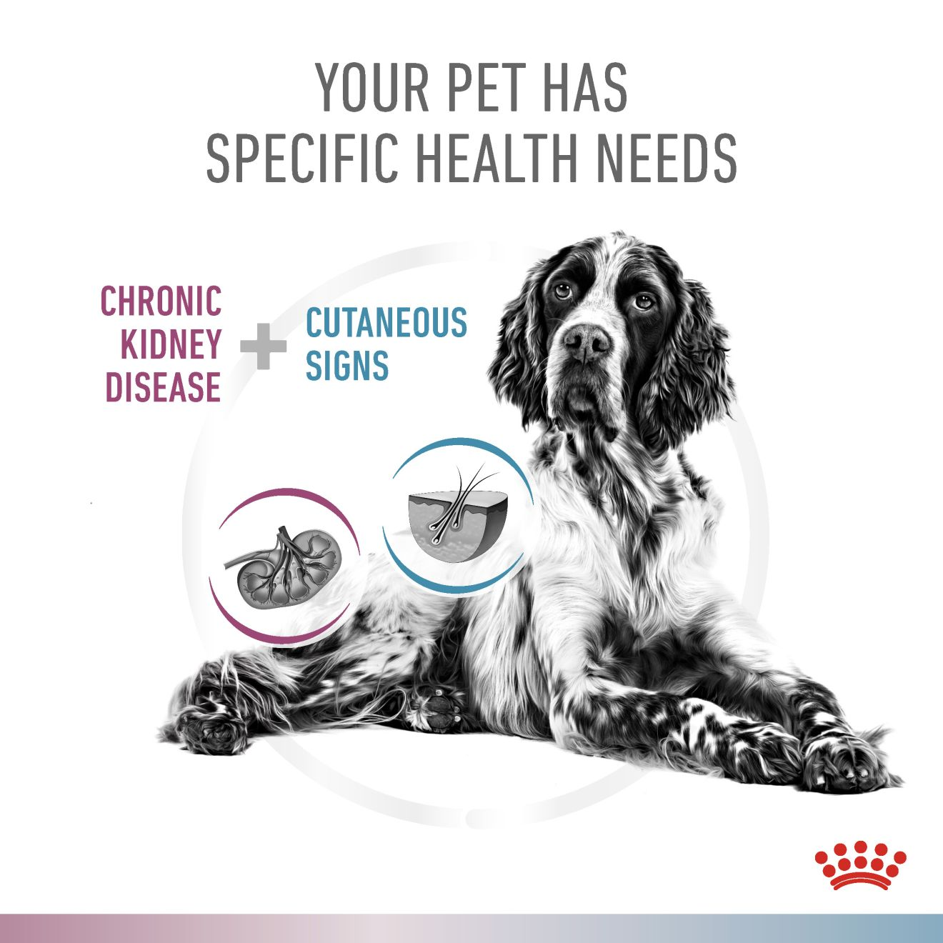 RENAL HYPOALLERGENIC Royal Canin UK