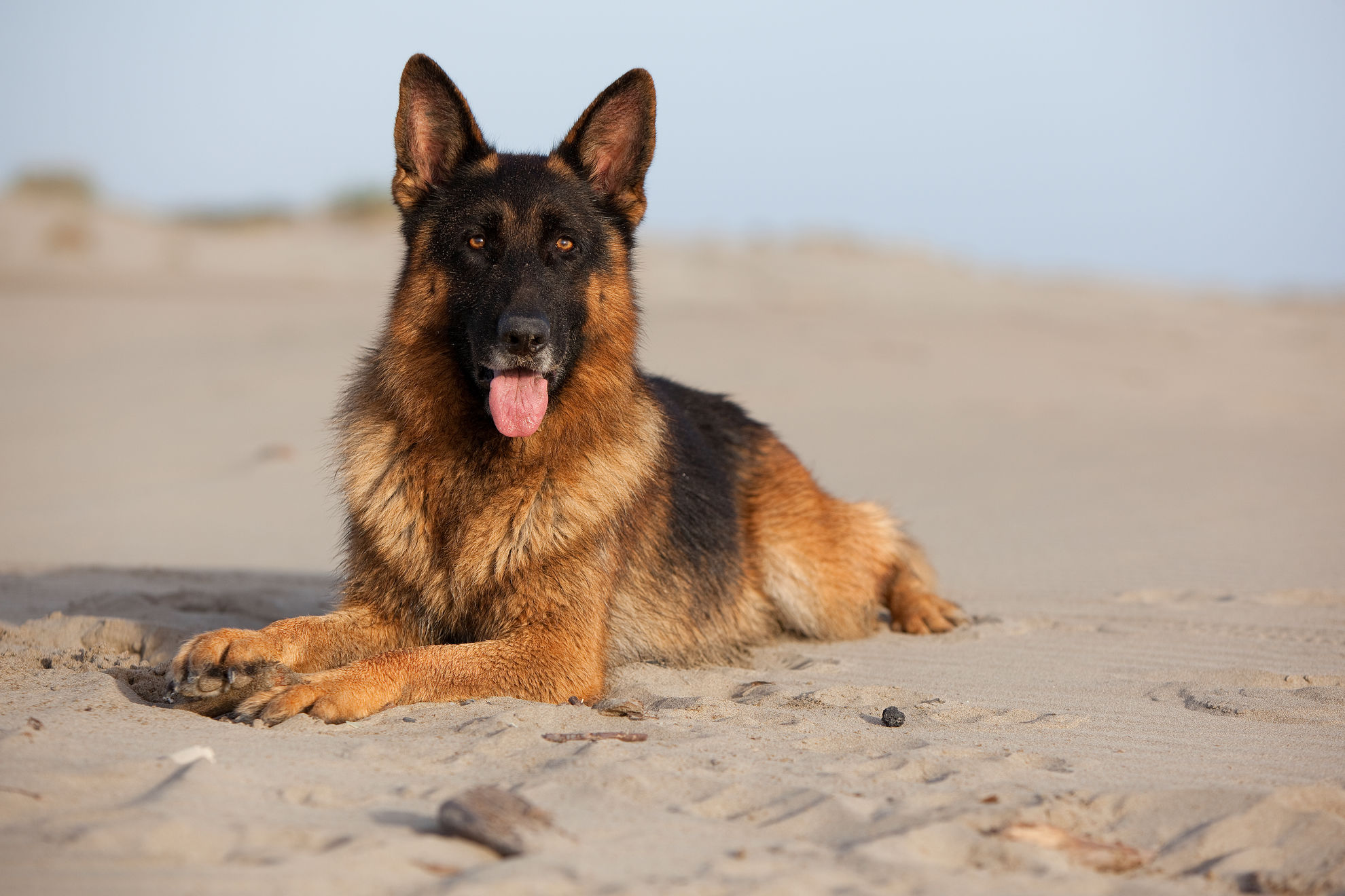 Запах ацетона изо рта у собаки: причины и способы лечения