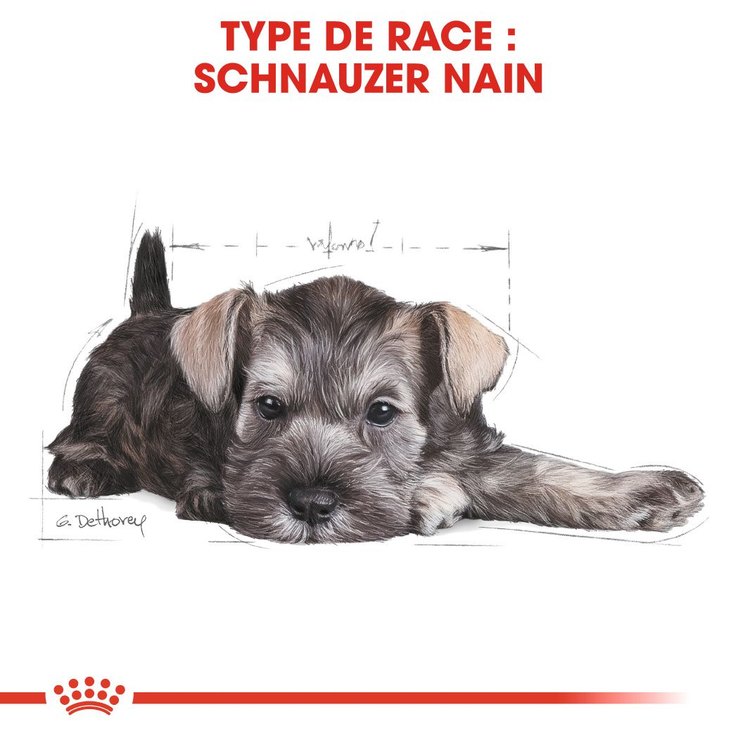 Chiot Schnauzer Nain