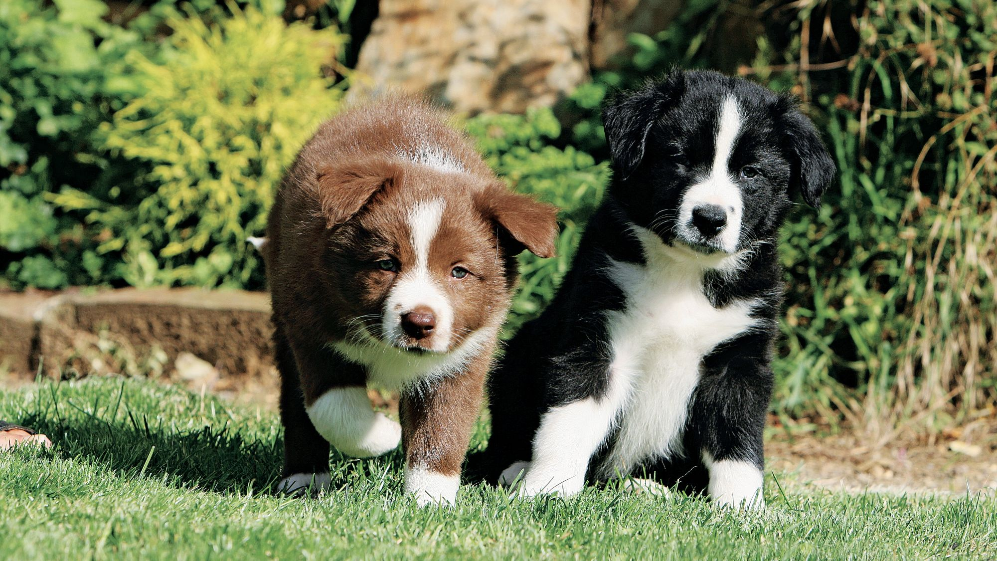 Jedno czekoladowe i jedno czarne szczenię rasy border collie siedzące obok siebie na trawie