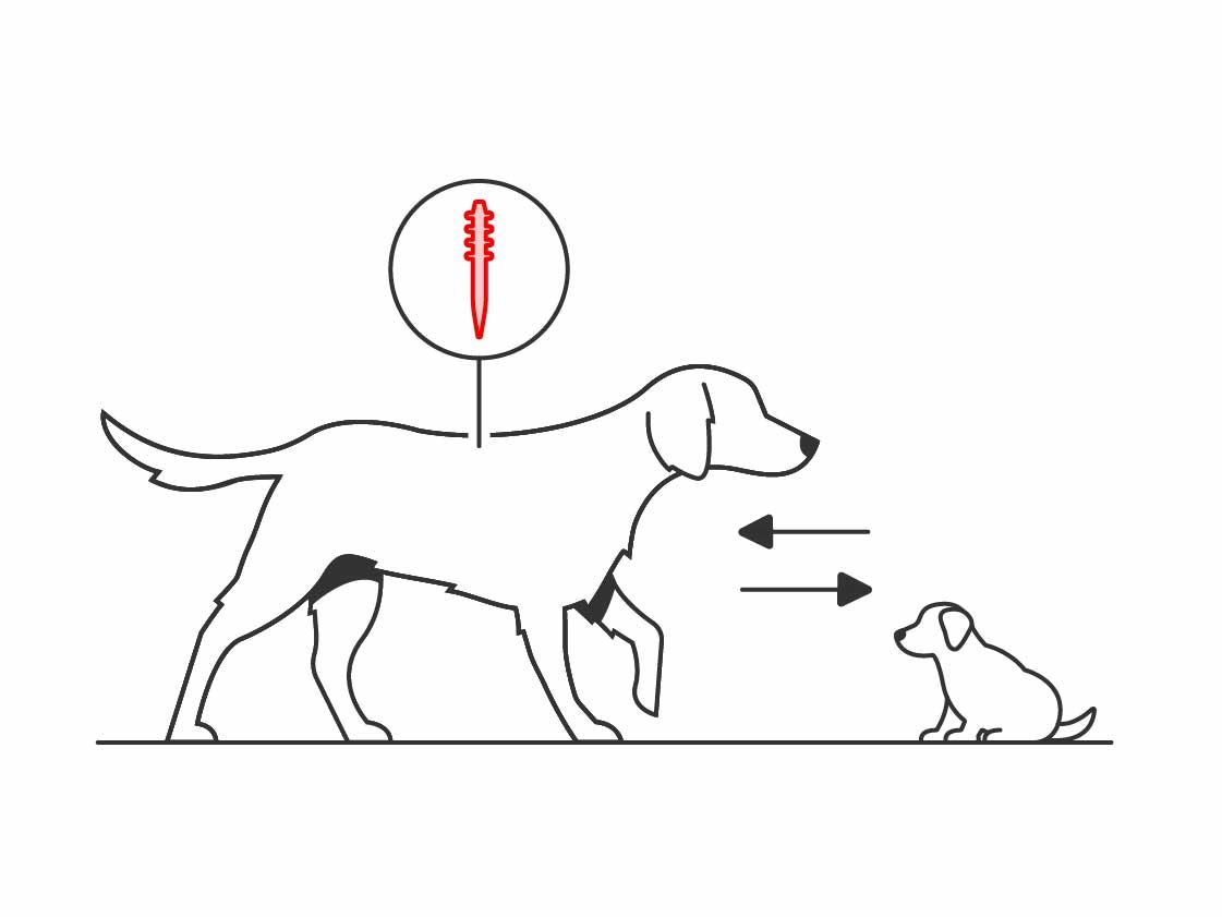 Illustration of a dog and a puppy with demodectic mange