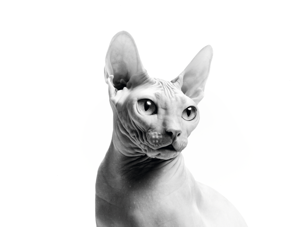 Don Sphynx looking away from camera in black and white