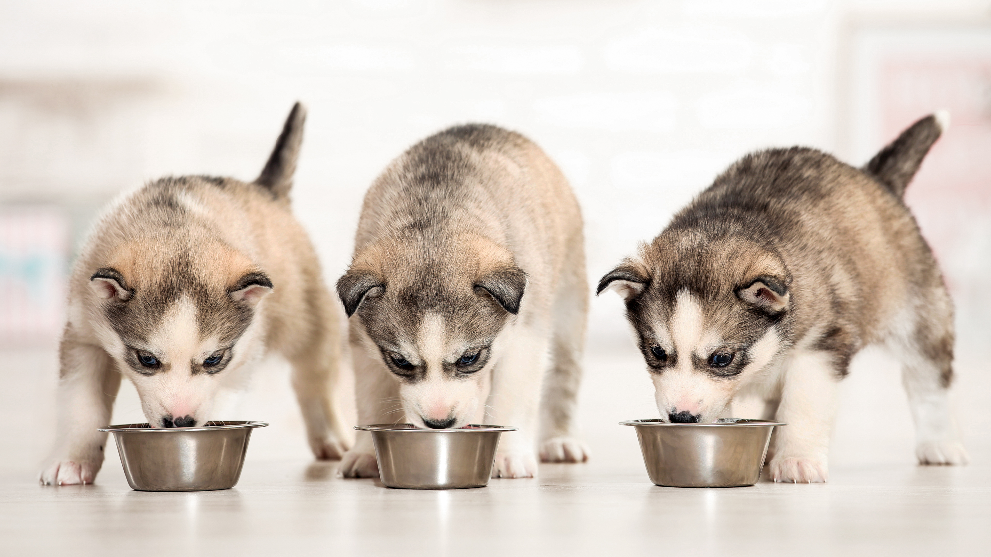 Drei Husky-Welpen stehen nebeneinander und fressen aus kleinen Metallschüsseln. Sie sind von vorn aufgenommen