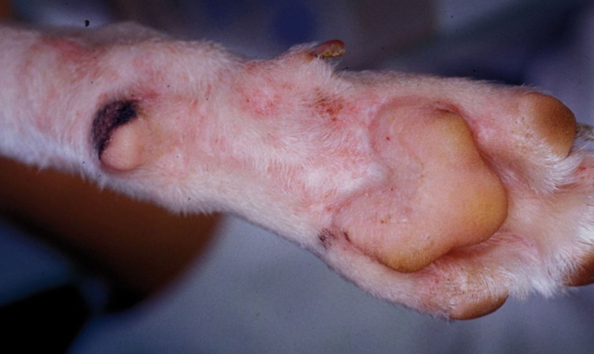 Figure 1. La présence de papules prurigineuses sur la face palmaire/plantaire des extrémités des quatre membres est un tableau clinique typique d’une dermatite de contact avec un tapis ou une pelouse. © Rosanna Marsella