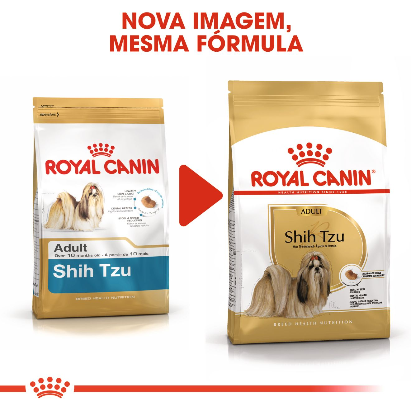 Shih Tzu Adult
