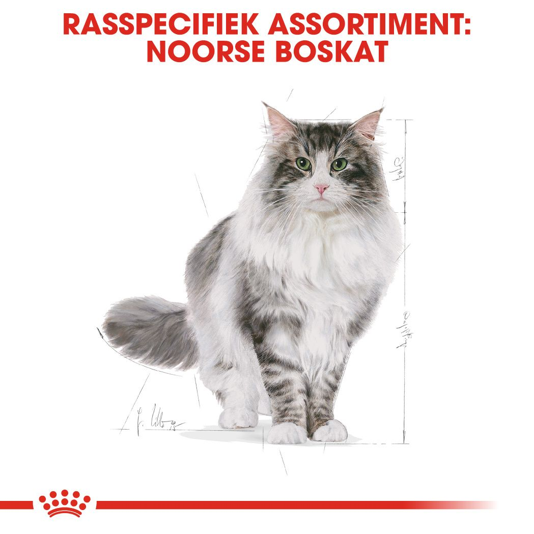 Norwegian Forest Cat Adult