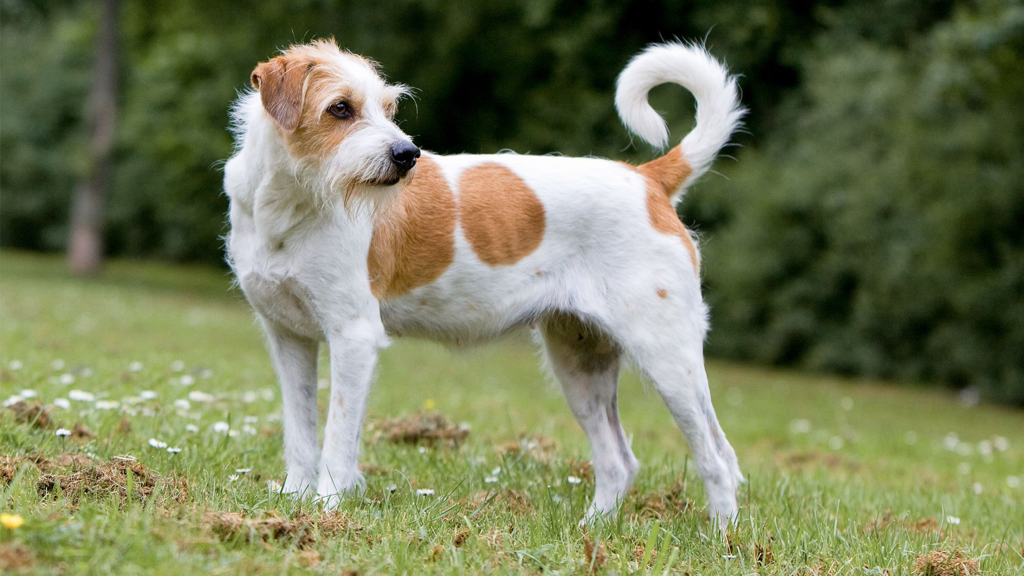 Jack Russell Terrier adult standing outdoors on grass