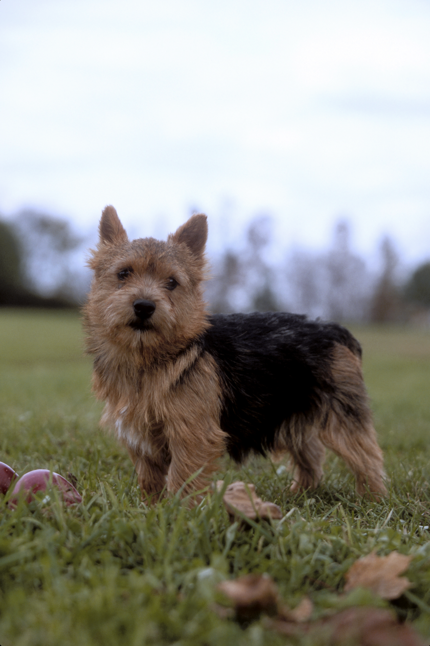 Beige and black Norwich Terrier standing in grass facing camera